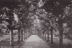 De Linde Wandelgang, Trinity College, Oxford door English Photographer