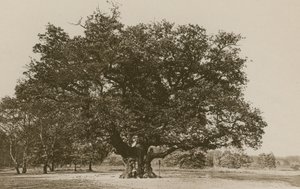 De Major Oak, Sherwood Forest door English Photographer
