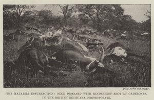 De Matabili-opstand, met runderpest besmette ossen neergeschoten in Gaberones, in het Britse Bechuana Protectoraat