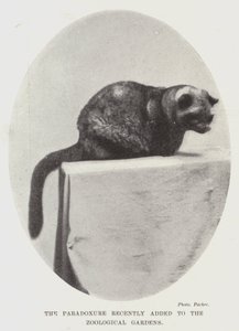 De Paradoxure onlangs toegevoegd aan de Dierentuin door English Photographer