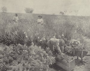 De ananas door English Photographer