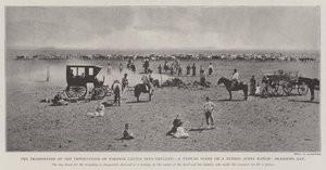 Het verbod op de invoer van buitenlandse vee naar Engeland, een typische scène op een ranch in Buenos Ayres, merkdag door English Photographer