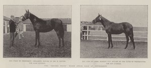 De recordprijs bloedstockverkoop in Newmarket door English Photographer