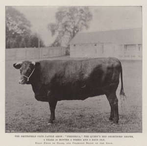 De Smithfield Club Vee Show, Frederica, de rode shorthorn vaars van de koningin, 2 jaar 10 maanden 2 weken en 3 dagen oud