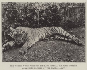 De tijgerin die de overleden generaal Sir James Dormer, opperbevelhebber van het Madras-leger, verwondde door English Photographer