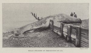 Walvis gestrand bij Birchington-on-Sea door English Photographer