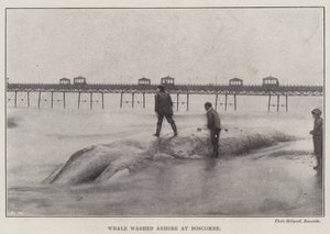 Walvis aangespoeld bij Boscombe door English Photographer
