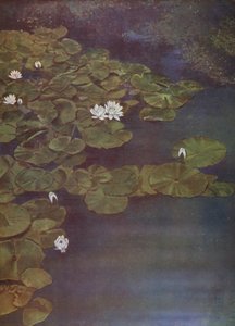Witte Waterlelies door English Photographer