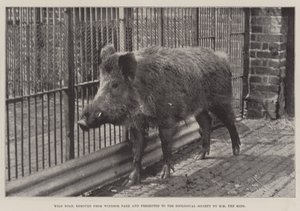 Wild zwijn, verwijderd uit Windsor Park en geschonken aan de Zoological Society door HM de Koning door English Photographer