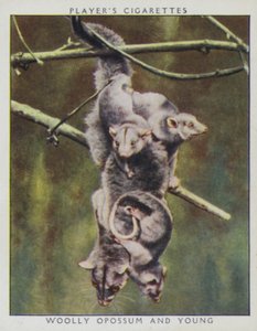 Dierentuin baby