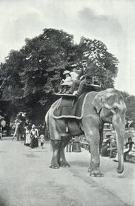 Dierentuin, kinderen rijden op de olifanten door English Photographer