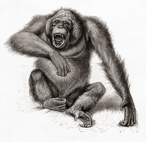 Een Borneose orang-oetan, Pongo pygmaeus, ook gespeld als orang-oetan, orangutang, of orang-utang. Uit Meyers Lexicon, gepubliceerd 1924