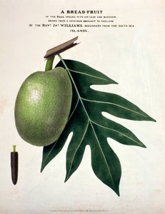 Een broodvrucht, c.1825 door English School