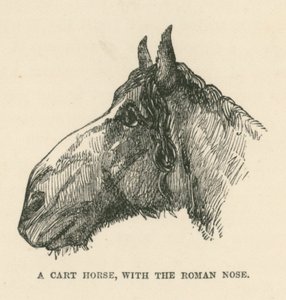 Een karrenpaard, met de Romeinse neus (gravure) door English School