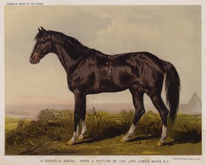 Een Dongola-paard