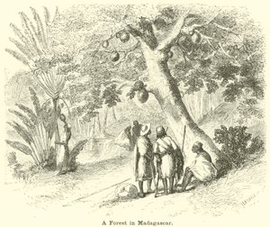 Een Bos in Madagaskar door English School