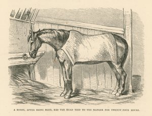 Het hoofd van een paard dat na het bloeden vierentwintig uur aan de kribbe is vastgebonden (gravure) door English School