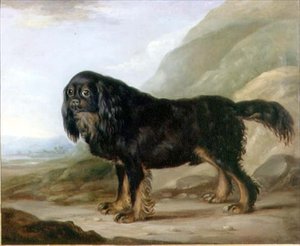 Een King Charles Spaniël in een Landschap
