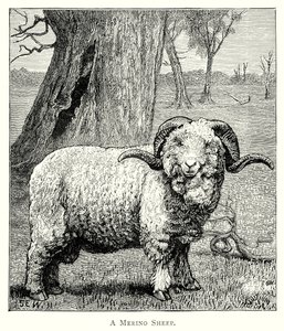 A Marino Sheep (engraving) door English School