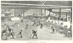 Een schaapscheerschuur in Nieuw-Zeeland (gravure) door English School