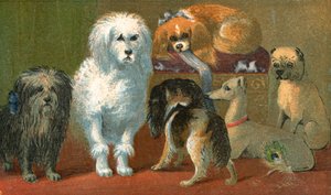 Een Skye terriër, Franse poedel, twee spaniels, Italiaanse windhond en een mopshond