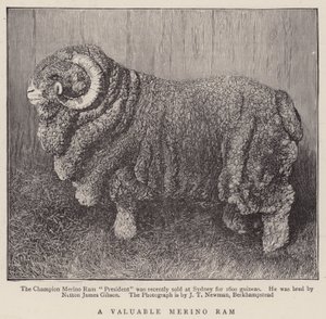 Een Waardevolle Merino Ram (gravure)