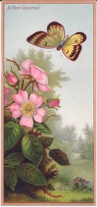 Een Victoriaanse Kerstkaart met een Vlinder en een Struik van Hondsrozen, ca. 1880 door English School