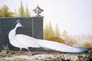 Een Witte Pauw door English School