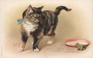 Een kat kijkt naar een kikker