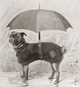 Een mopshond met laarzen, jas en paraplu om zich te beschermen tegen de regen door English School
