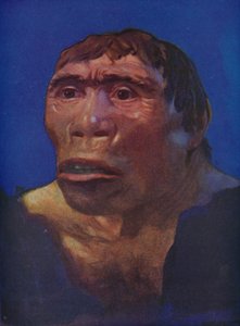 Een reconstructie van de Java Man door English School