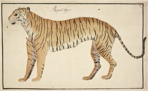 Een koninklijke tijger uit de collectie van de Serfagee van Tanjore door English School