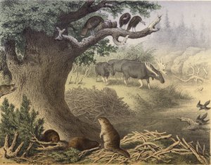 Een scène in Noord-Canada, de wasbeer, de bever, wilde kalkoenen, het eland, de passagiersduif door English School