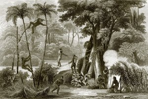 Een scène in het Braziliaanse bos door English School