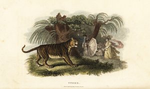 Een tijger, Panthera tigris, op de vlucht gejaagd door een Engelse vrouw die met een paraplu zwaait door English School