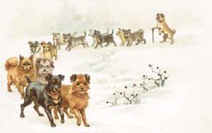 Een trein van honden in de sneeuw