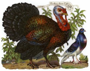 Een kalkoen afgebeeld naast een duif