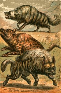 Aardwolf, Gevlekte Hyena en Gestreepte Hyena door English School