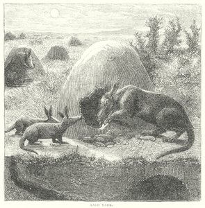 Aardvarken (gravure) door English School