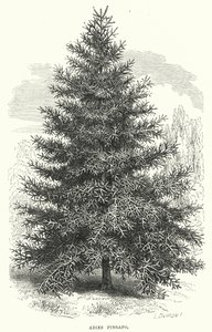 Abies Pinsapo door English School