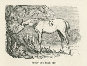 Ongeveer een jaar oud (gravure) door English School