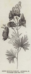 Aconiet (Aconitum Napellus), Monnikskap of Wolfswortel door English School