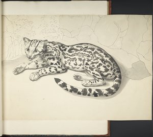Tijgerkat, uit 