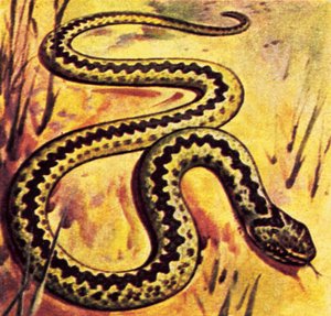 Adder