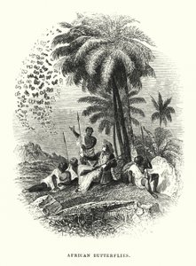 Afrikaanse Vlinders (gravure) door English School