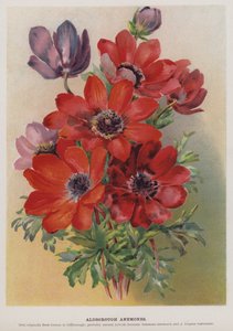 Aldborough Anemonen door English School