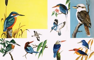 Allerlei soorten ijsvogels door English School