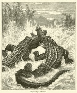 Alligatorgevecht in Sumatra