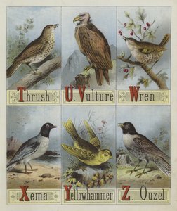 Alfabet van vogels