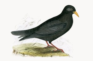 Alpenkauw, illustratie uit 